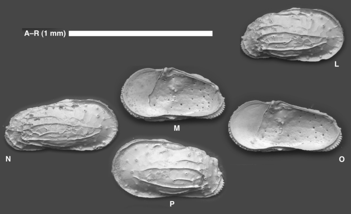 Ambocythere hyakunome Yasuhara, Hunt, Okahashi & Brandão, 2015 Ambocythere hyakunome Yasuhara, Hunt, Okahashi & Brandão, 2015