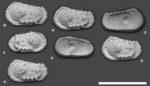 Atlanticythere bensoni Yasuhara, Hunt, Okahashi & Brandão, 2015
