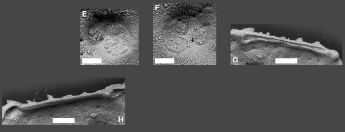 Atlanticythere bensoni Yasuhara, Hunt, Okahashi & Brandão, 2015 Atlanticythere bensoni Yasuhara, Hunt, Okahashi & Brandão, 2015