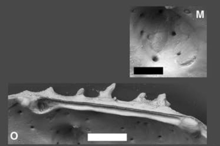 Atlanticythere oculi Yasuhara, Hunt, Okahashi & Brandão, 2015 Atlanticythere oculi Yasuhara, Hunt, Okahashi & Brandão, 2015