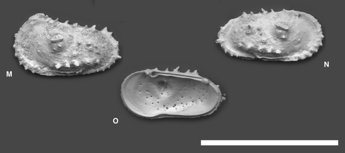 Atlanticythere oculi Yasuhara, Hunt, Okahashi & Brandão, 2015 Atlanticythere oculi Yasuhara, Hunt, Okahashi & Brandão, 2015