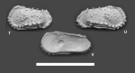 Dutoitella atlantiformis Yasuhara, Hunt, Okahashi & Brandão, 2015 from the original description
