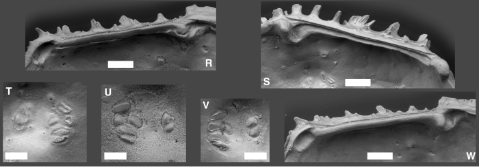 Dutoitella cronini Yasuhara, Hunt, Okahashi & Brandão, 2015 Dutoitella cronini Yasuhara, Hunt, Okahashi & Brandão, 2015