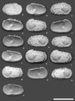 Dutoitella cronini Yasuhara, Hunt, Okahashi & Brandão, 2015