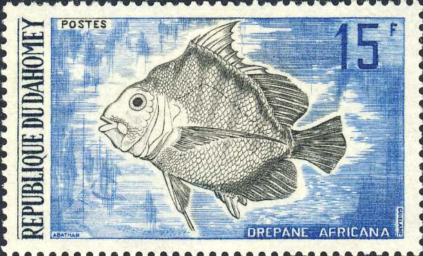 Drepane africana Drepane africana