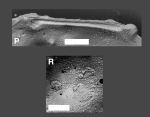 Dutoitella symmetrica Yasuhara, Hunt, Okahashi & Brandão, 2015