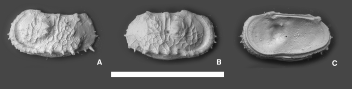 Dutoitella symmetrica Yasuhara, Hunt, Okahashi & Brandão, 2015 Dutoitella symmetrica Yasuhara, Hunt, Okahashi & Brandão, 2015