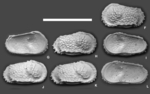 Dutoitella mazziniae Yasuhara, Hunt, Okahashi & Brandão, 2015