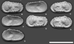 Dutoitella paradinglei Yasuhara, Hunt, Okahashi & Brandão, 2015