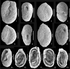 Atsabella bandeiraensis Haig & McCartain, 2012