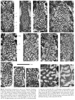 Barattolites trentinarensis Vecchio & Hottinger, 2007