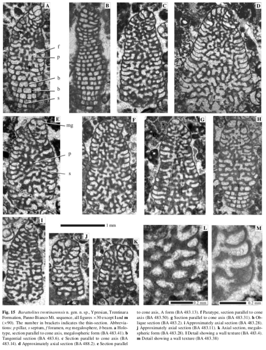 Barattolites trentinarensis Vecchio & Hottinger, 2007 Barattolites trentinarensis Vecchio & Hottinger, 2007