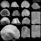 Bartensteinites campanulatus Tyszka, 2012