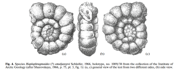 Haplophragmoides? emeljanzevi Schleifer in Sharovskaya, 1966