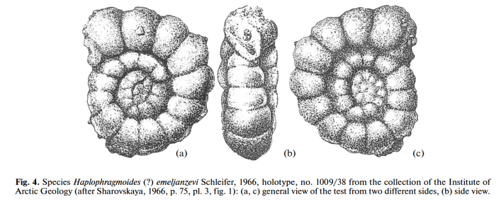Haplophragmoides? emeljanzevi Schleifer in Sharovskaya, 1966 Haplophragmoides? emeljanzevi Schleifer in Sharovskaya, 1966
