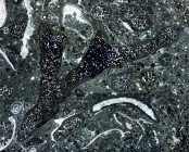 Bispiraloconulus serbicus Schlagintweit, Bucur & Sudar, 2019 Holotype