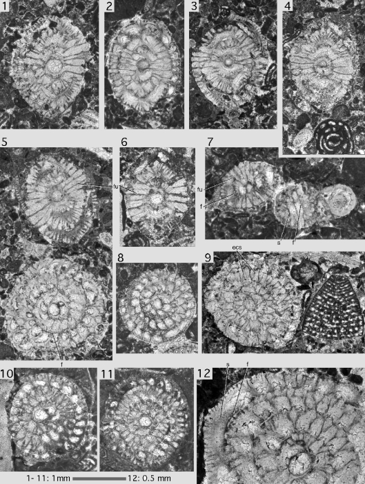 Miscellanites iranicus (Rahaghi, 1983) Miscellanites iranicus (Rahaghi, 1983)