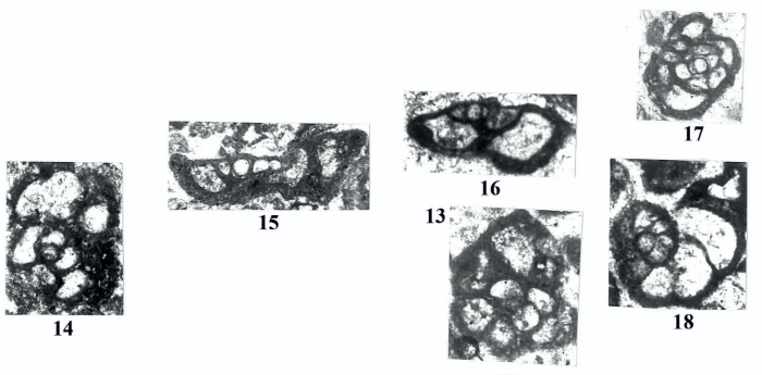 Caldagina paleocenica Sirel, 2018 Caldagina paleocenica Sirel, 2018