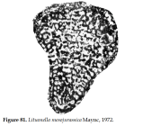 Conicopfenderina Septfontaine in Kaminski, 2000