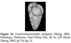 Conotrochamminoides elongatus Zheng, 2001