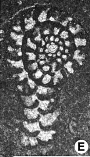 Cuneospirella samnitica Cherchi, Schroeder & Ruberti, 2009 holotype Cuneospirella samnitica Cherchi, Schroeder & Ruberti, 2009 holotype