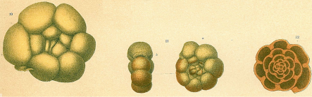 Trochammina coronata Brady, 1879