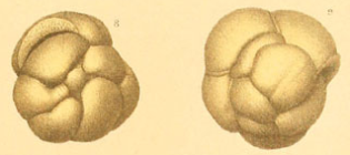 Trochammina conglobata Brady, 1884