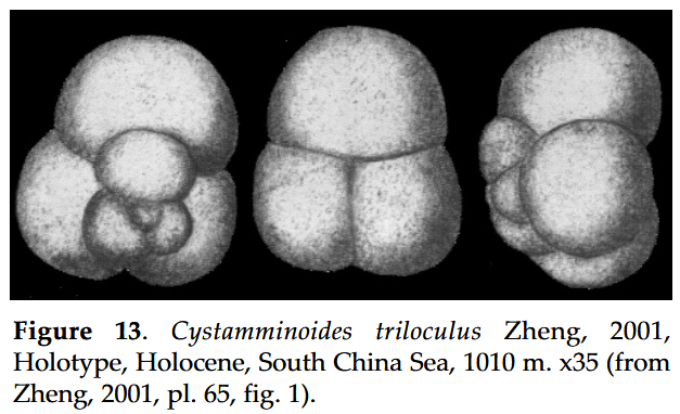 Cystamminoides triloculus Zheng, 2001 Cystamminoides triloculus Zheng, 2001