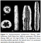 Jugimurammina stellapertura Zheng, 2001