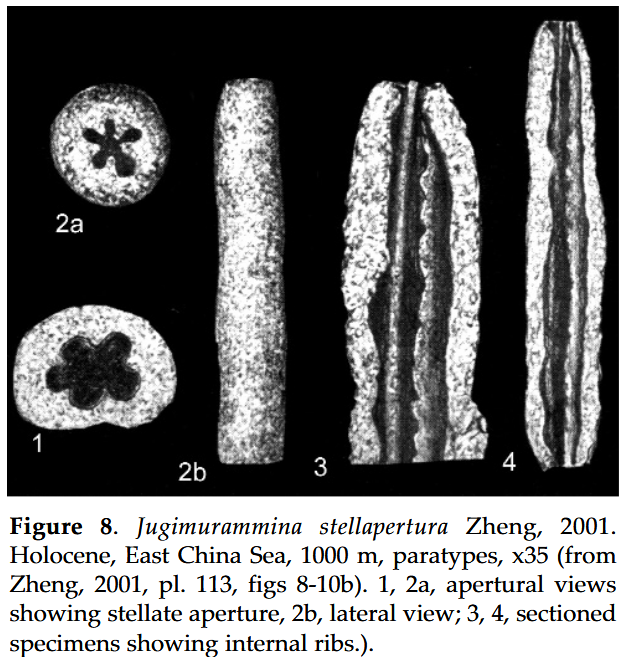 Jugimurammina stellapertura Zheng, 2001 Jugimurammina stellapertura Zheng, 2001