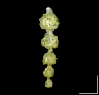 Lituola (Reophax) guttifera Brady, 1881 Lectotype