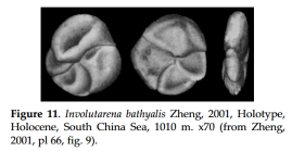 Involutarena bathyalis Zheng, 2001