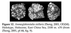 Ammogloborotalia stellaris Zheng, 2001