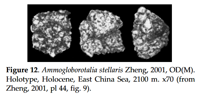 Ammogloborotalia stellaris Zheng, 2001 Ammogloborotalia stellaris Zheng, 2001