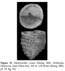 Matanzioides conica Zheng, 2001