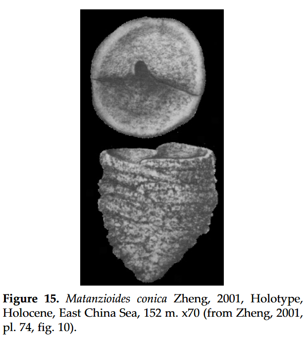 Matanzioides conica Zheng, 2001 Matanzioides conica Zheng, 2001