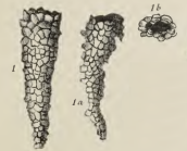 Rhabdammina elliptica Deecke, 1884