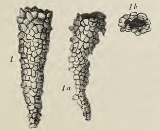 Rhabdammina elliptica Deecke, 1884 Rhabdammina elliptica Deecke, 1884