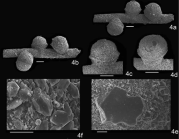 Damghanites lashkarakensis Nestell & Ghobadi Pour, 2017