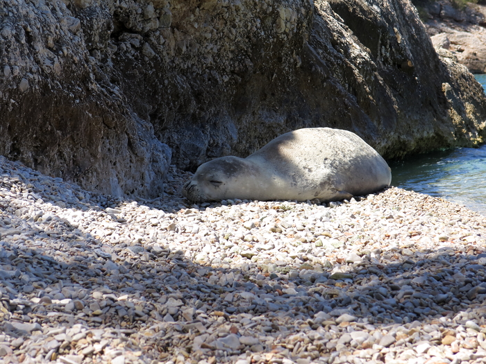 Monachus monachus Monachus monachus