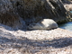 Monachus monachus