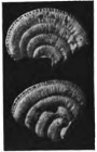 Peneroplis rovasendae Dervieux, 1900