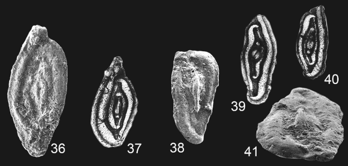 Duoplanum leve Copestake & Johnson, 2014 Duoplanum leve Copestake & Johnson, 2014