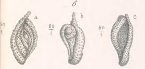 Spiroloculina aspera Terquem & Berthelin, 1875