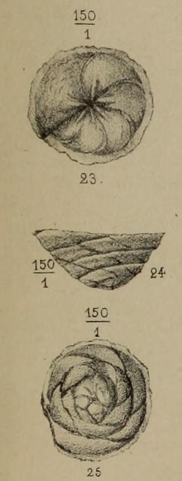 Placentula pictonica Berthelin, 1879 Placentula pictonica Berthelin, 1879