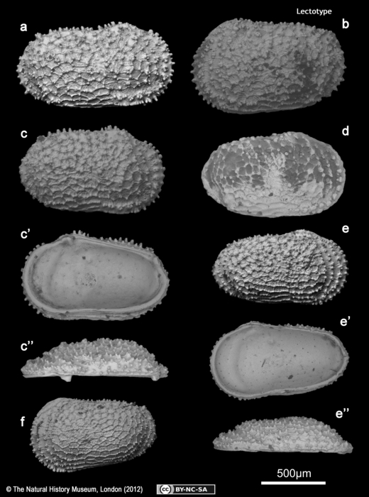 Lectotype, Paralectotypes and additional specimens from Cythere dasyderma Brady, 1880 Lectotype, Paralectotypes and additional specimens from Cythere dasyderma Brady, 1880