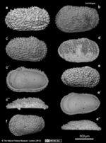Lectotype, Paralectotypes and additional specimens from Cythere dasyderma Brady, 1880