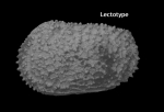 Lectotype of Cythere dasyderma Brady, 1880