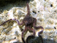 Ophiomyxa pentagona