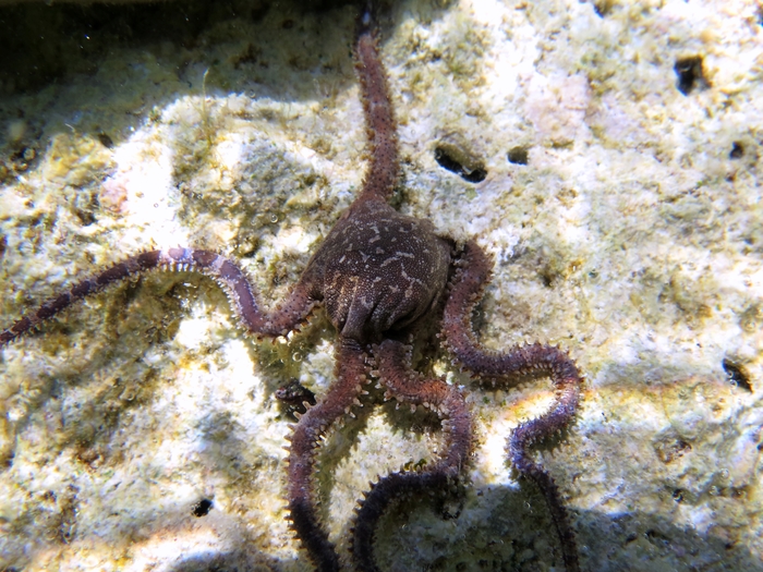 Ophiomyxa pentagona Ophiomyxa pentagona